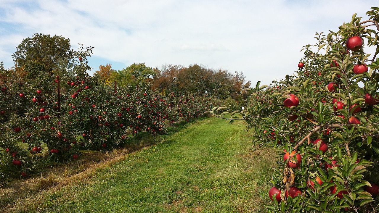 How to Plant an Eco-Friendly Orchard?